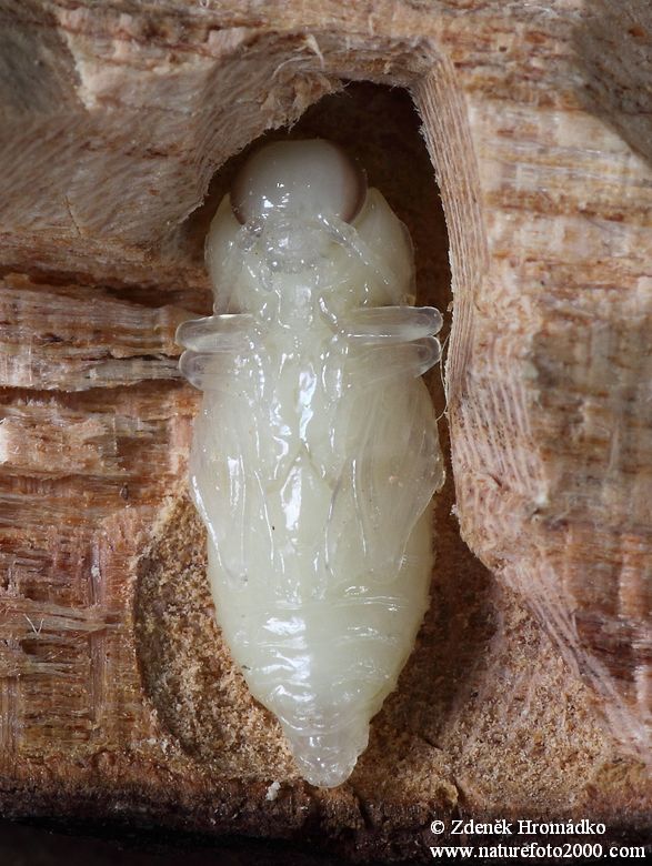 krasec třešňový, Anthaxia candens, Buprestidae (Brouci, Coleoptera)